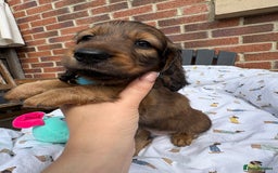 Miniature Dachshund dogs for sale: Amazing Champ Bloodlines Mini Dachshunds ✨ - Image 10