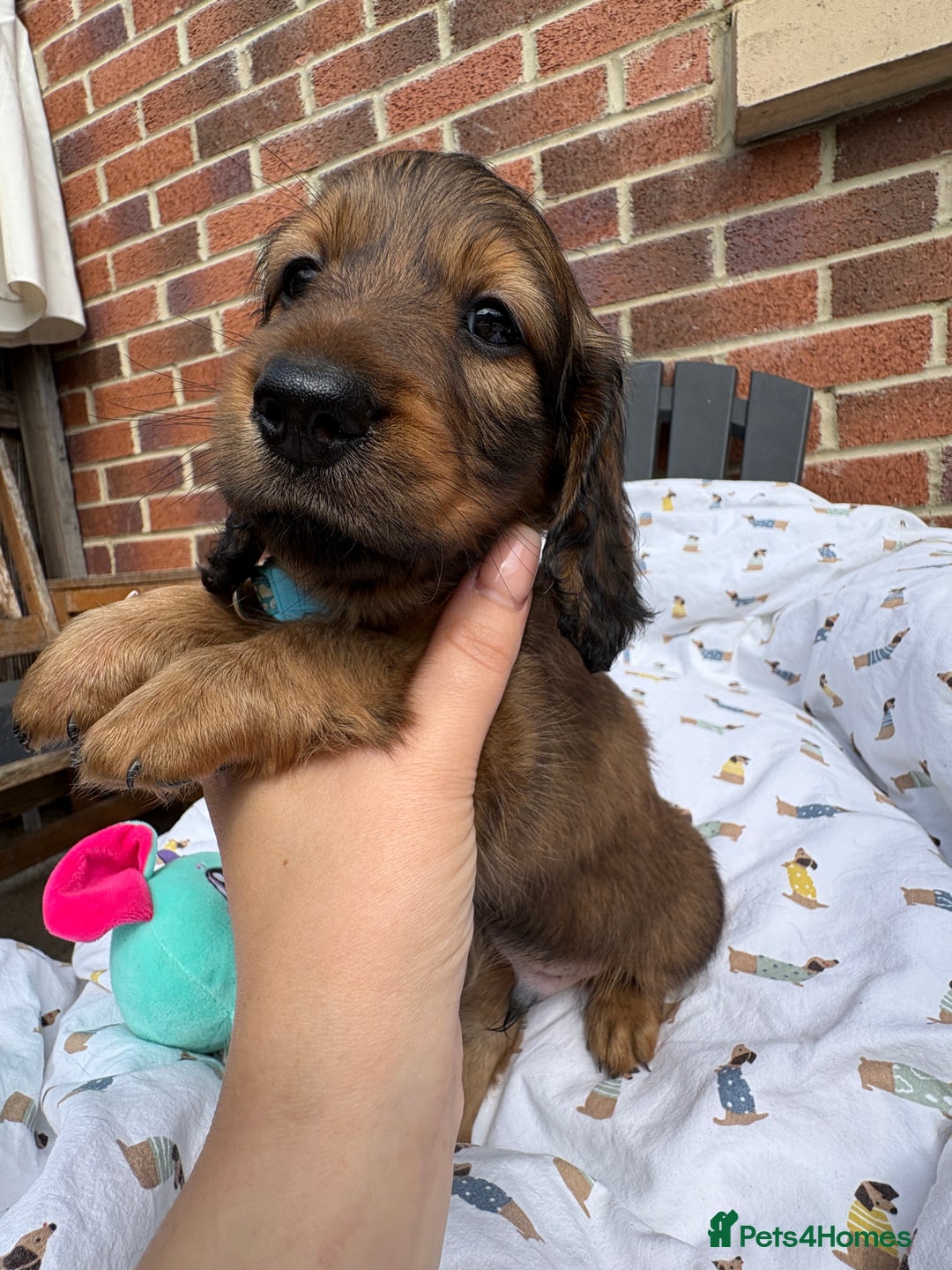 Miniature Dachshund dogs for sale: Amazing Champ Bloodlines Mini Dachshunds ✨ - Image 10