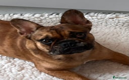 French Bulldog dogs for sale: Beautiful 9 month old girl . Very fit and healthy  - Image 2