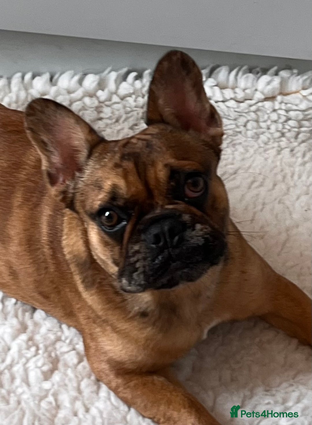 French Bulldog dogs for sale: Beautiful 9 month old girl . Very fit and healthy  - Image 2