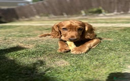 Cocker Spaniel dogs for sale: Working Cocker Spaniel 6mths old - Image 5