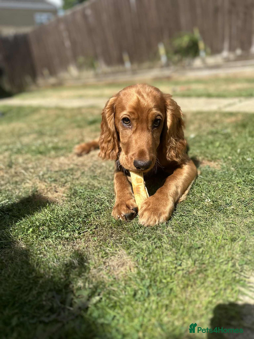 Cocker Spaniel dogs for sale: Working Cocker Spaniel 6mths old - Image 5