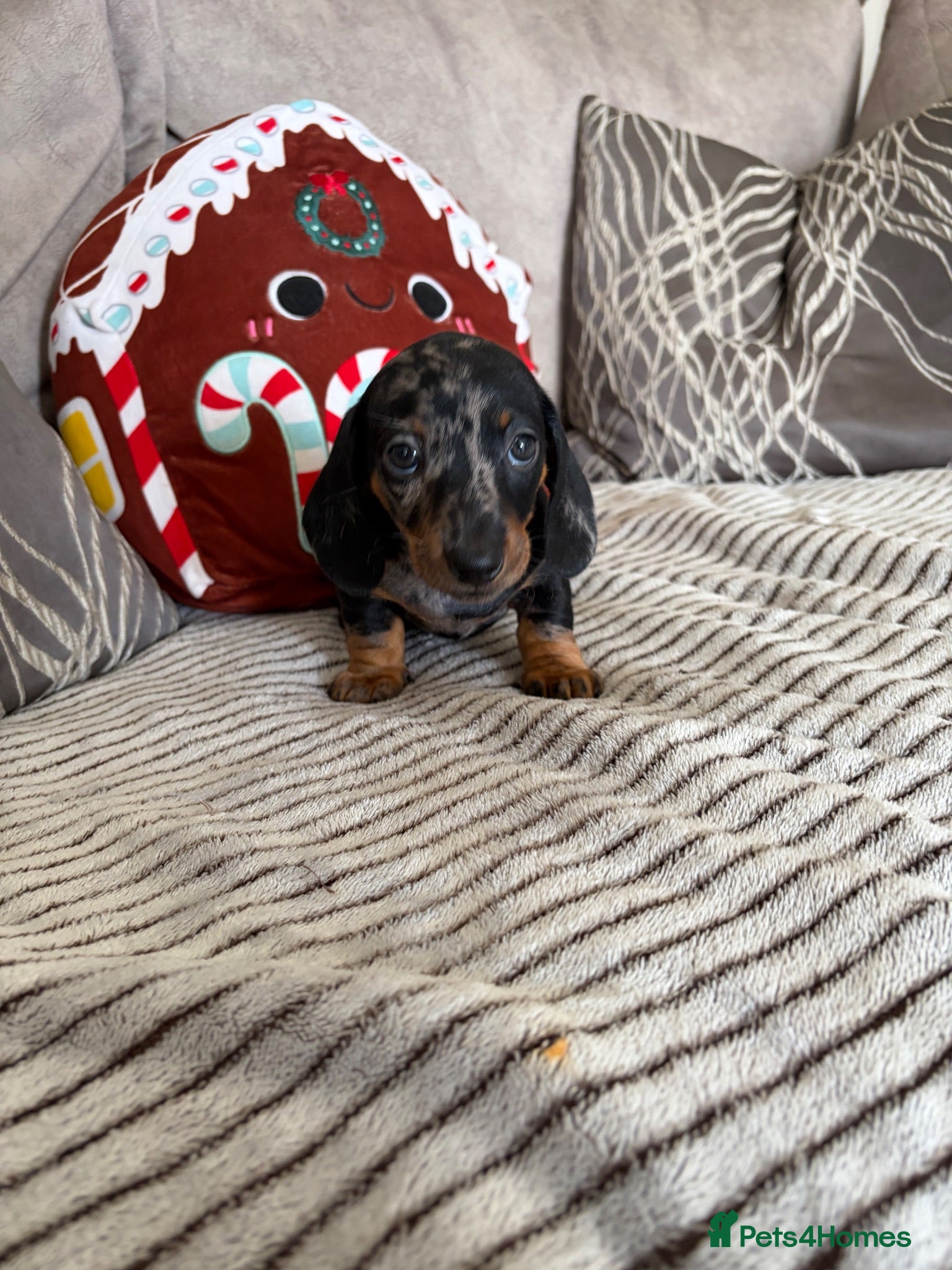 Miniature Dachshund dogs Beautiful minture dachshunds puppies  - Advert 16