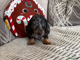 Miniature Dachshund dogs Beautiful minture dachshunds puppies - Advert 16