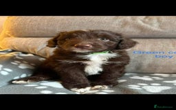 Bordoodle dogs for stud: Bordoodle 2yrs Old Stud - Image 4