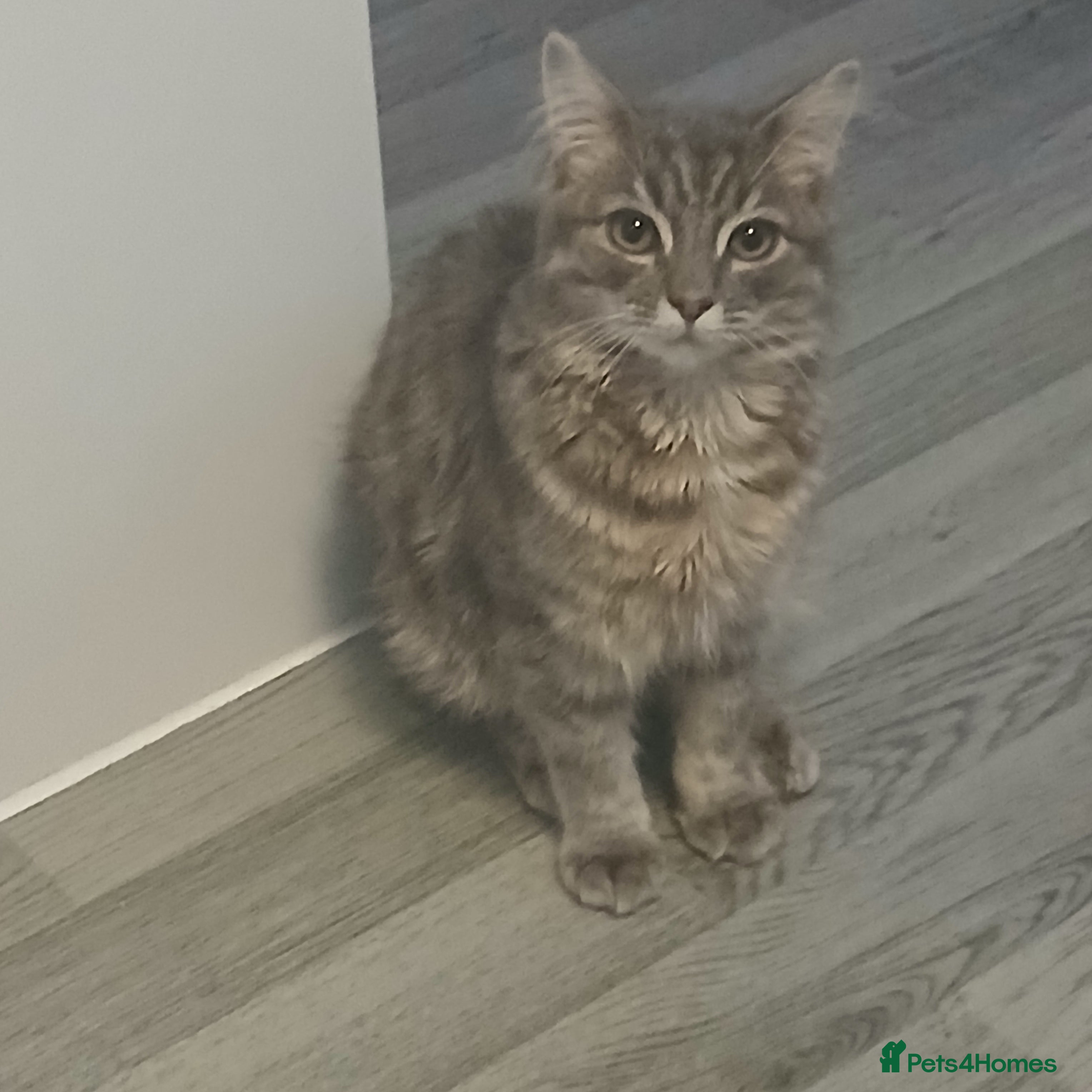 Siamese cats 6 month old kitten foe sale  - Advert 1