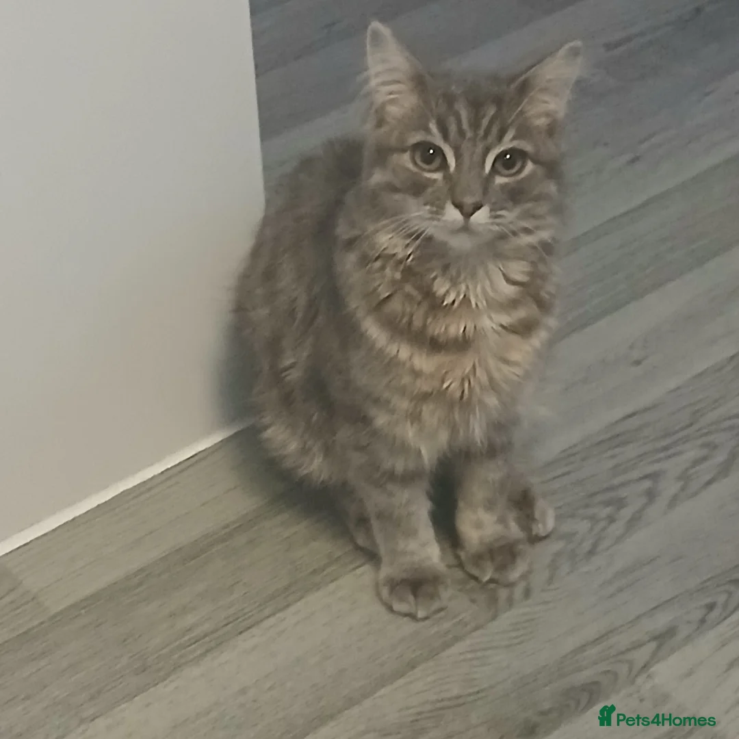 Siamese cats for sale: 6 month old kitten foe sale  - Advert 1