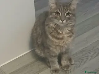 Siamese cats 6 month old kitten foe sale - Advert 1