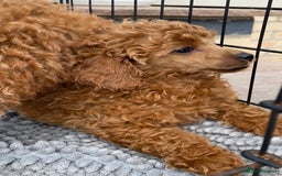 Toy Poodle dogs for sale: Kc toy poodle red boys - Image 10