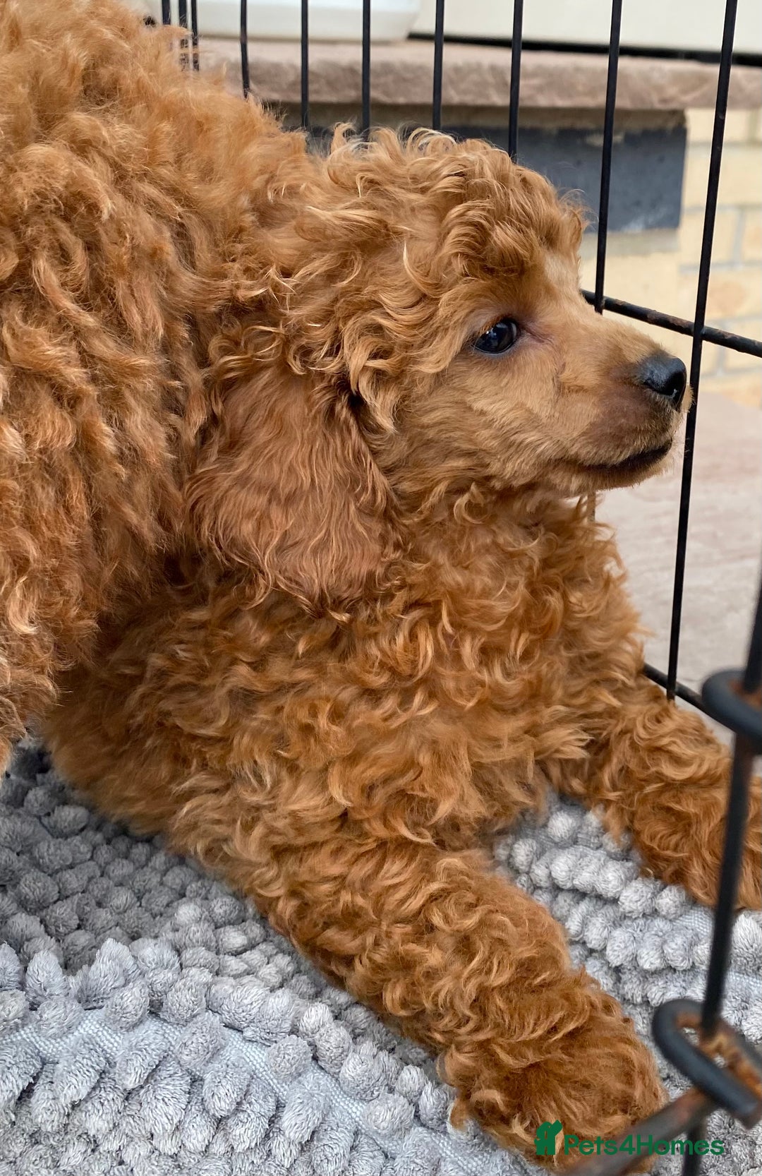 Toy Poodle dogs for sale: Kc toy poodle red boys - Image 10