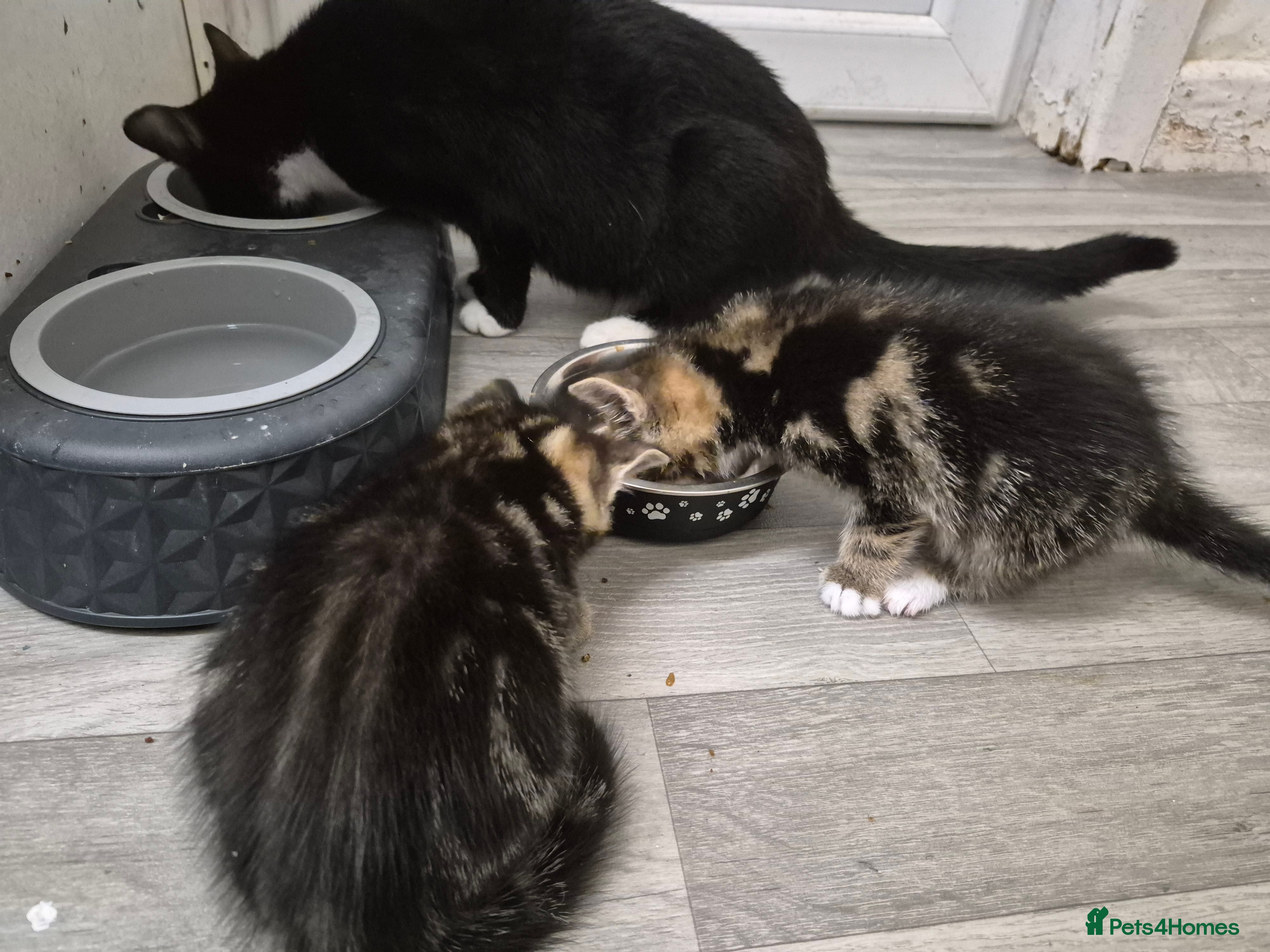 Domestic Shorthair cats Kittens - Advert 2