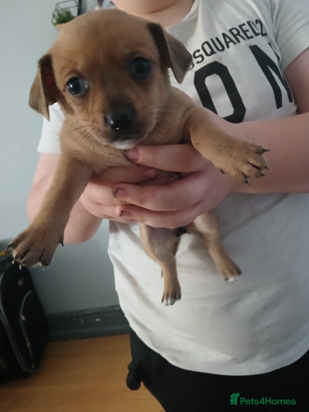Mixed Breed dogs for sale: Jackawawas  - Image 17