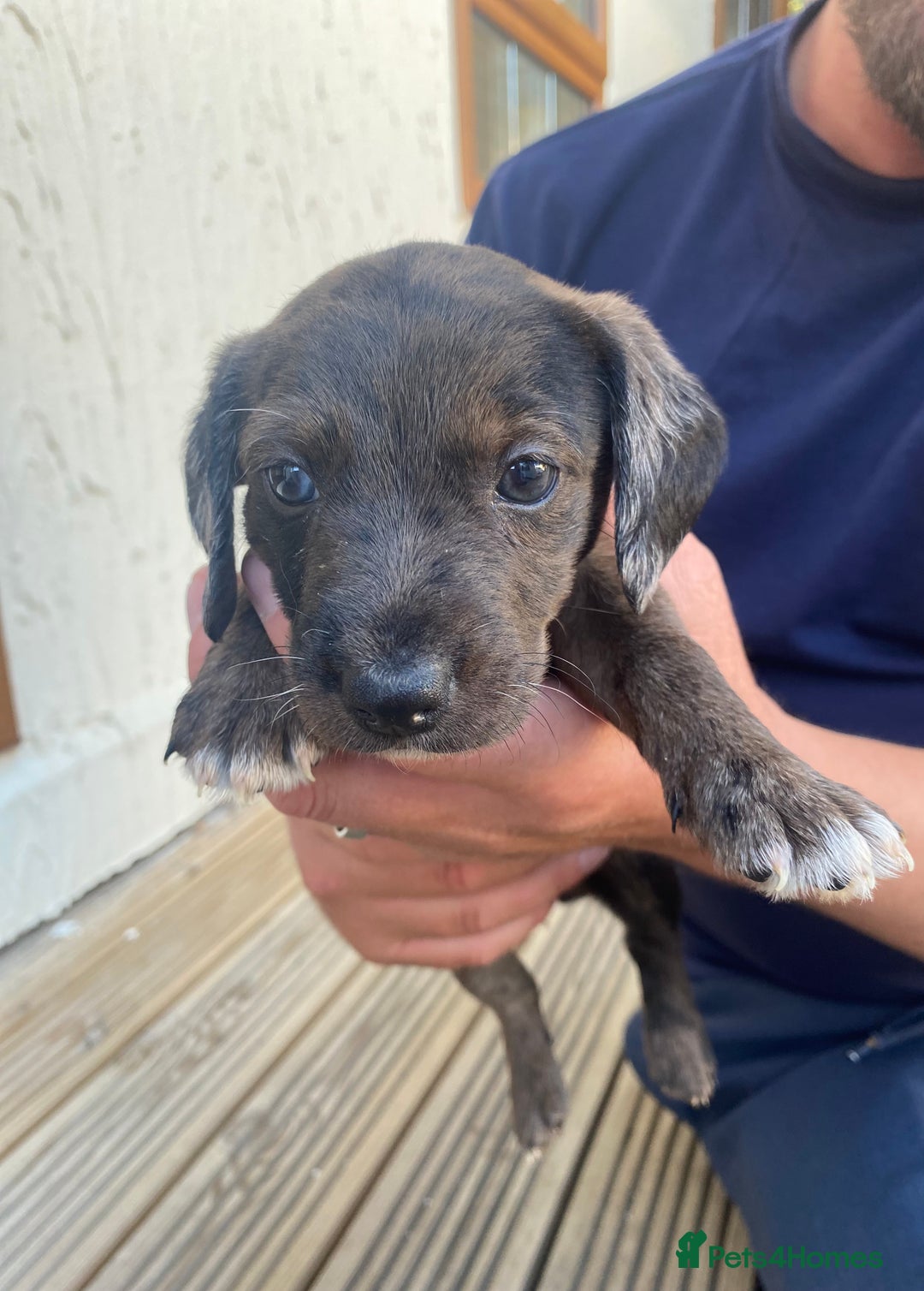 Dachshund dogs for sale: Dachshund x jack Russell puppies  - Image 4