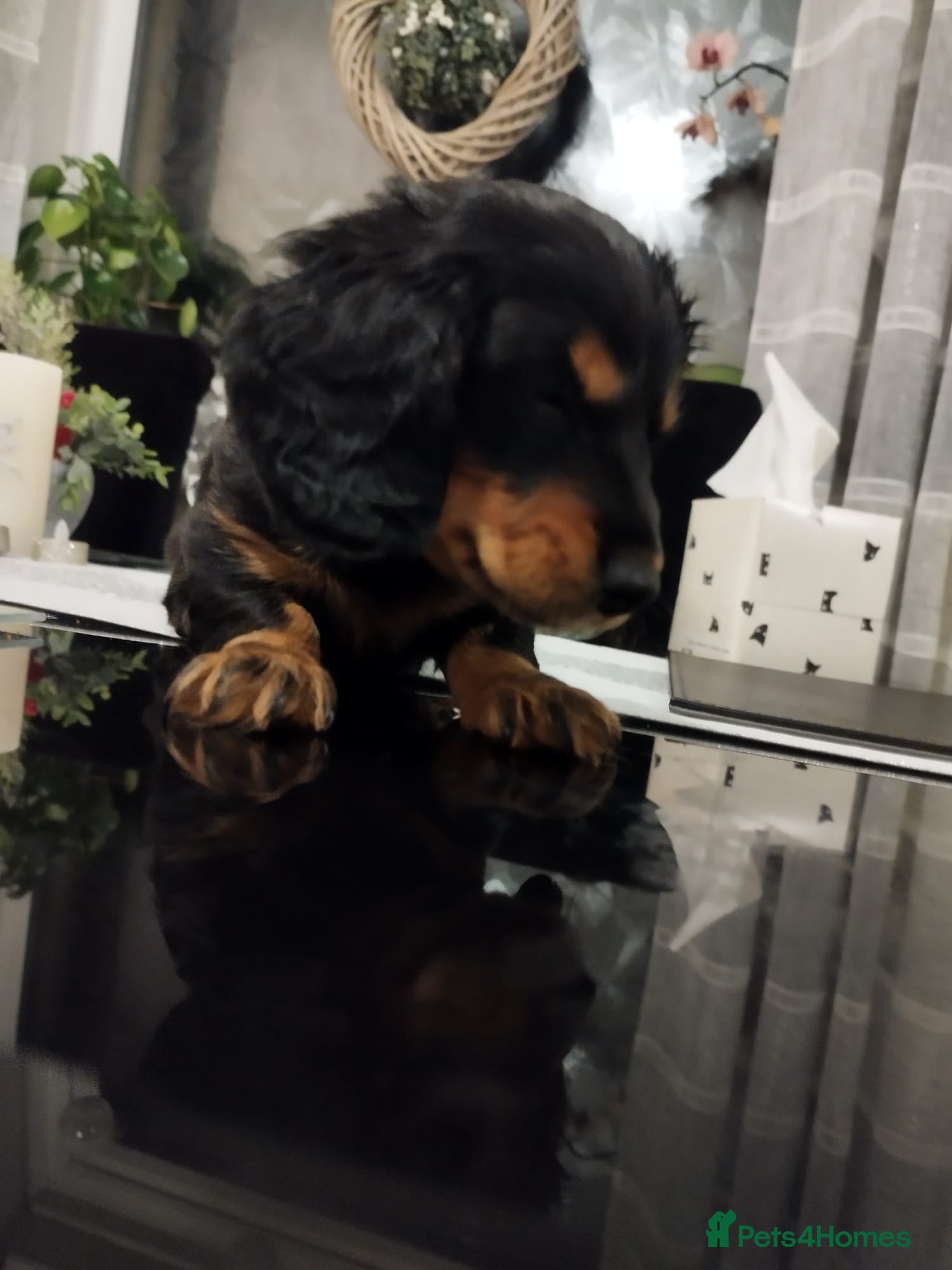 Dachshund dogs MINIATURE Mini DACHSHUND  - Advert 4