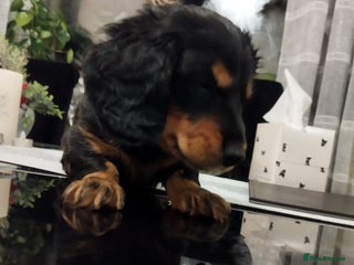 Dachshund dogs MINIATURE Mini DACHSHUND - Advert 4