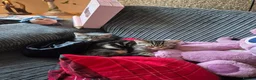 Maine Coon cats for sale: 💥😻 READY NOW 1 LEFT Mainecoon x ragdoll 😻💥 - Advert 19