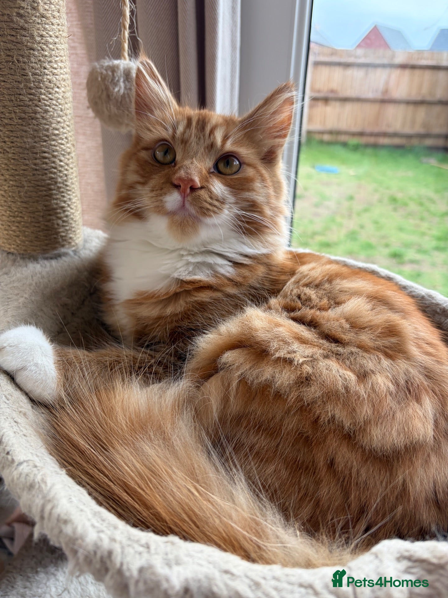 Mixed Breed cats Beautiful Ginger Male Cat  - Advert 2