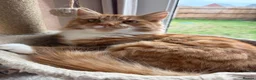 Mixed Breed cats for sale: Beautiful Ginger Male Cat  - Advert 1