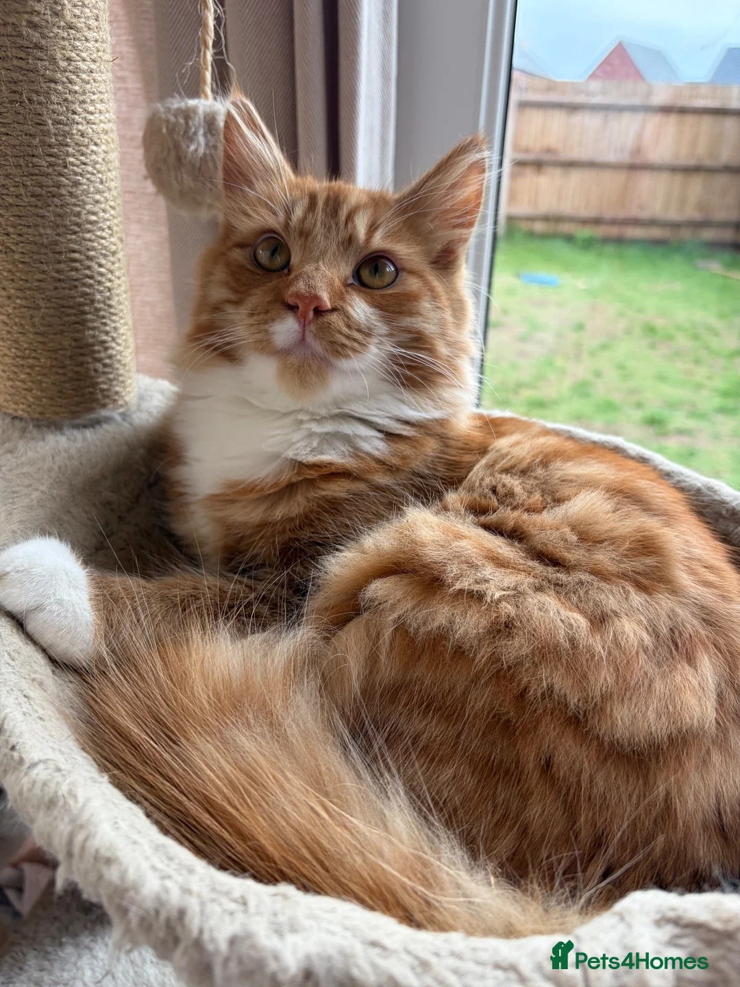 Mixed Breed cats for sale: Beautiful Ginger Male Cat  - Advert 1