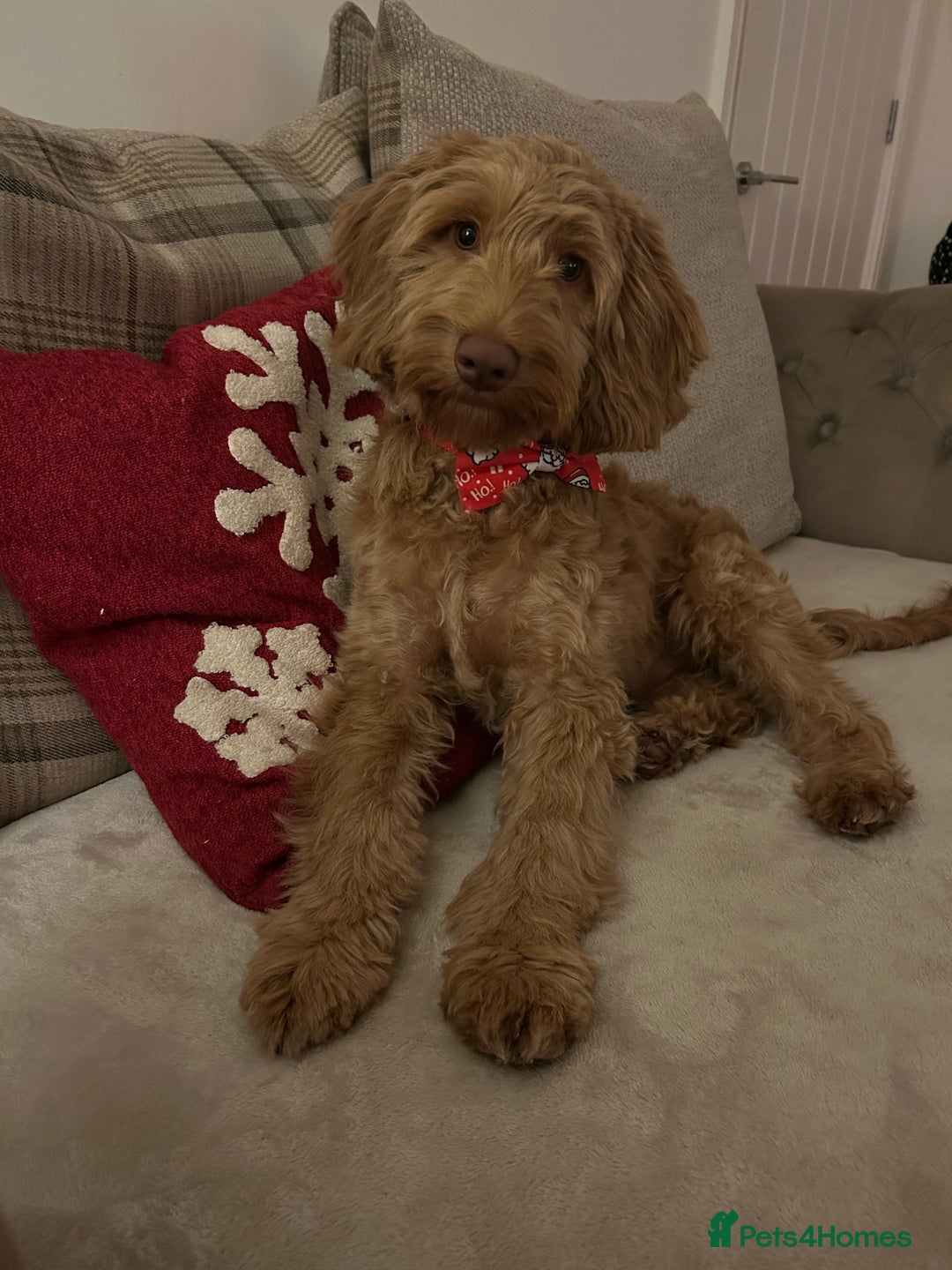 Cavapoo dogs for sale:  Cavapoo puppy  for re-homing - Advert 1