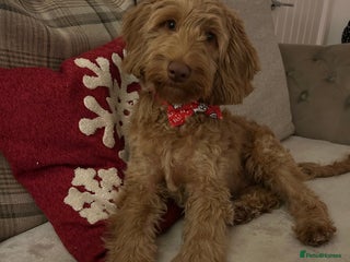 Cavapoo dogs Cavapoo puppy for re-homing - Advert 1