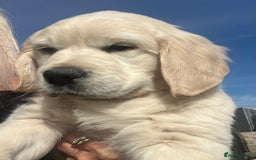 Golden Retriever dogs for sale: Chunky Kc cream golden retriever boys available  - Image 4