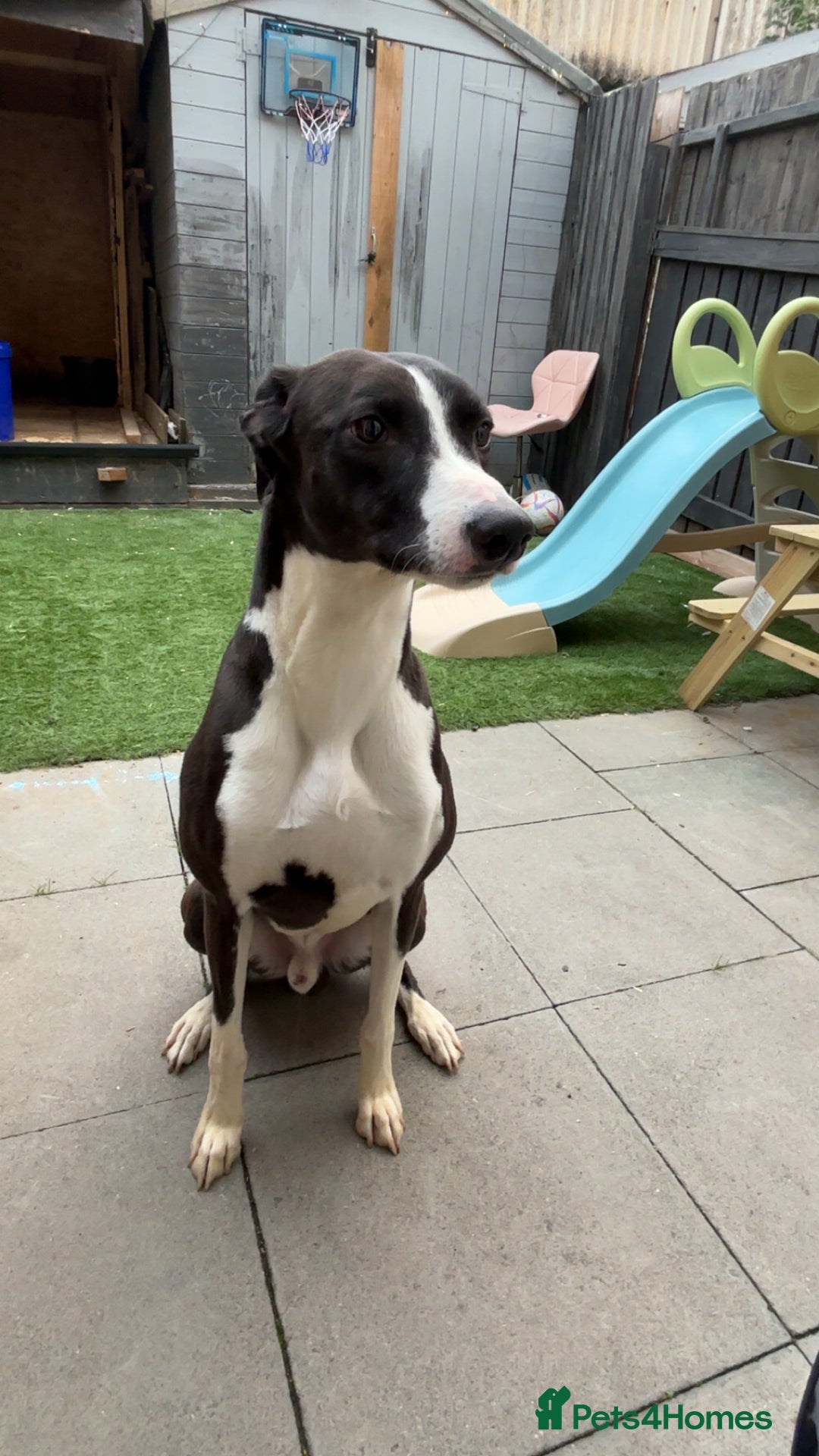 Mixed Breed dogs for sale: Lurcher 4year old blaze  - Advert 2