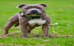 Staffordshire Bull Terrier dogs for stud: Amazing Blue Brindle Staffordshires Bull Terrier  - Image 9