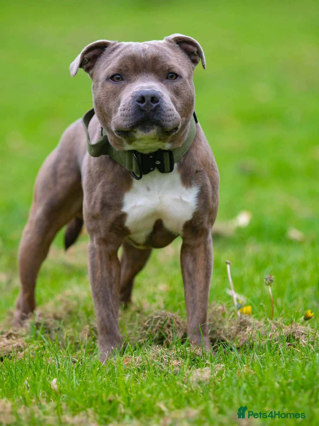Staffordshire Bull Terrier dogs for stud: PROVEN Blue Brindle Staffordshire Bull Terrier  - Advert 9