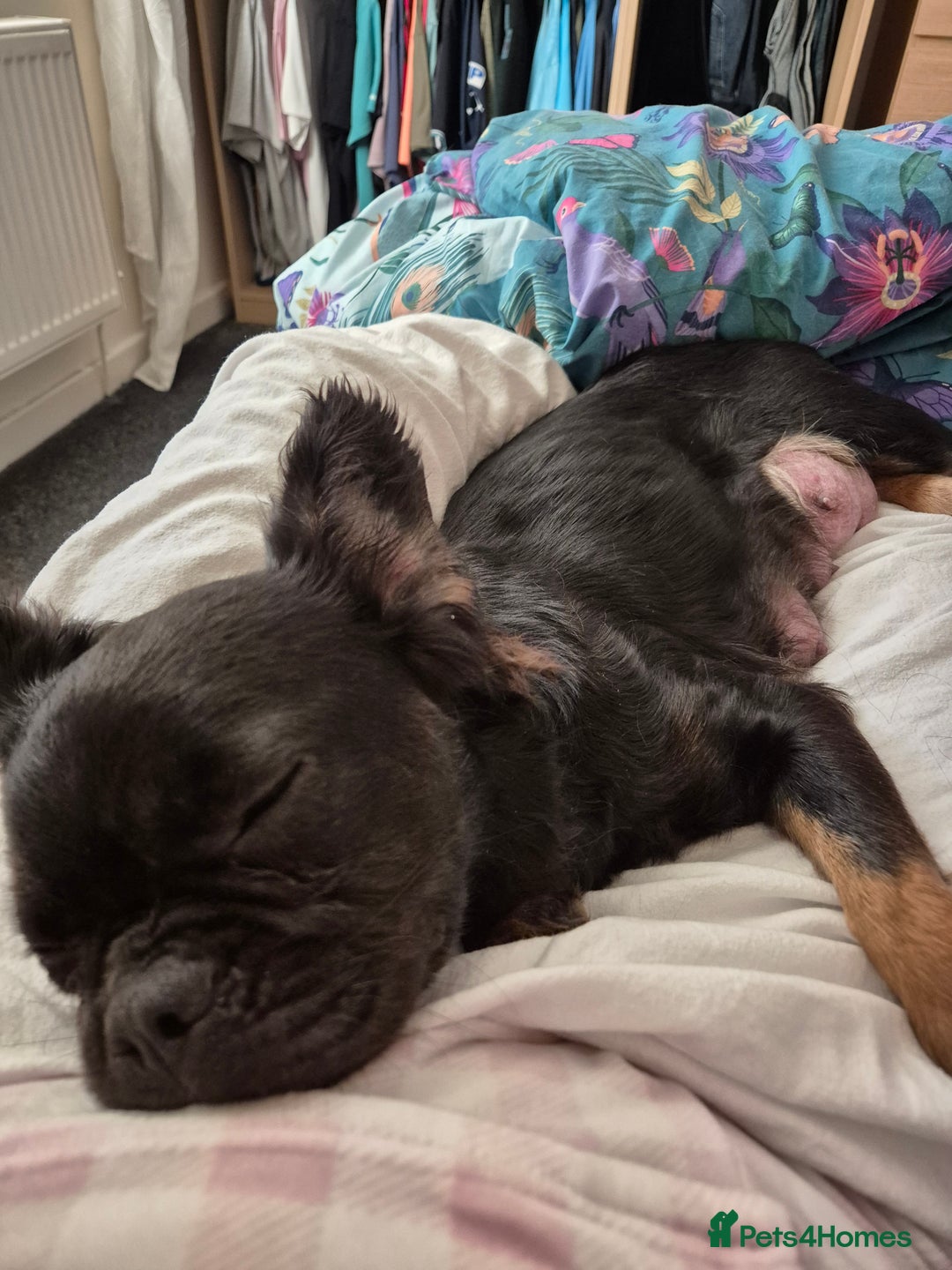 French Bulldog dogs for sale: Pedigree fluffy frenchie  - Image 4
