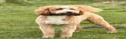 Australian Labradoodle dogs for stud: Outstanding Boy F/F -Hips 2/2 Elbows 0/0  - Advert 4