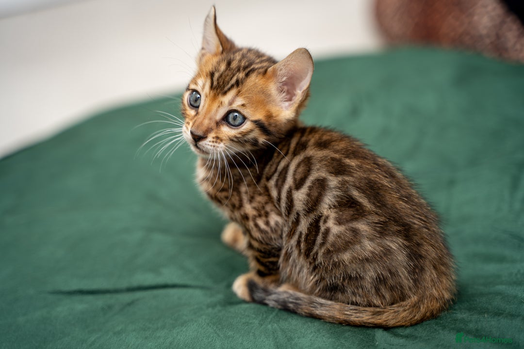 Bengal cats for sale: TICA-Certified Bengal Kittens, Show Quality - Image 36