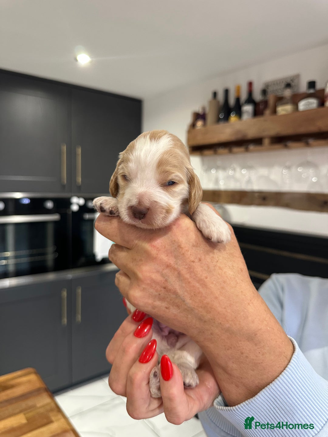 Cocker Spaniel dogs for sale: English show spaniels for sale - Image 5