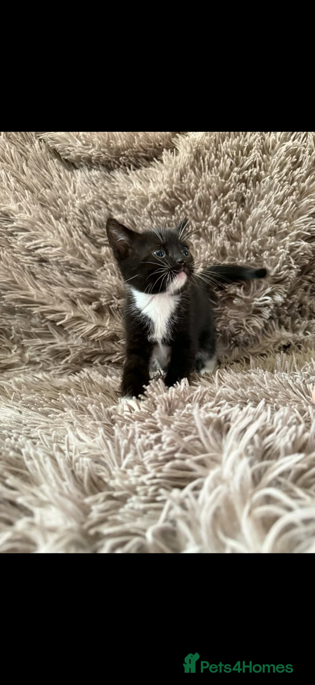Mixed Breed cats for sale: 3 beautiful kittens  - Advert 2