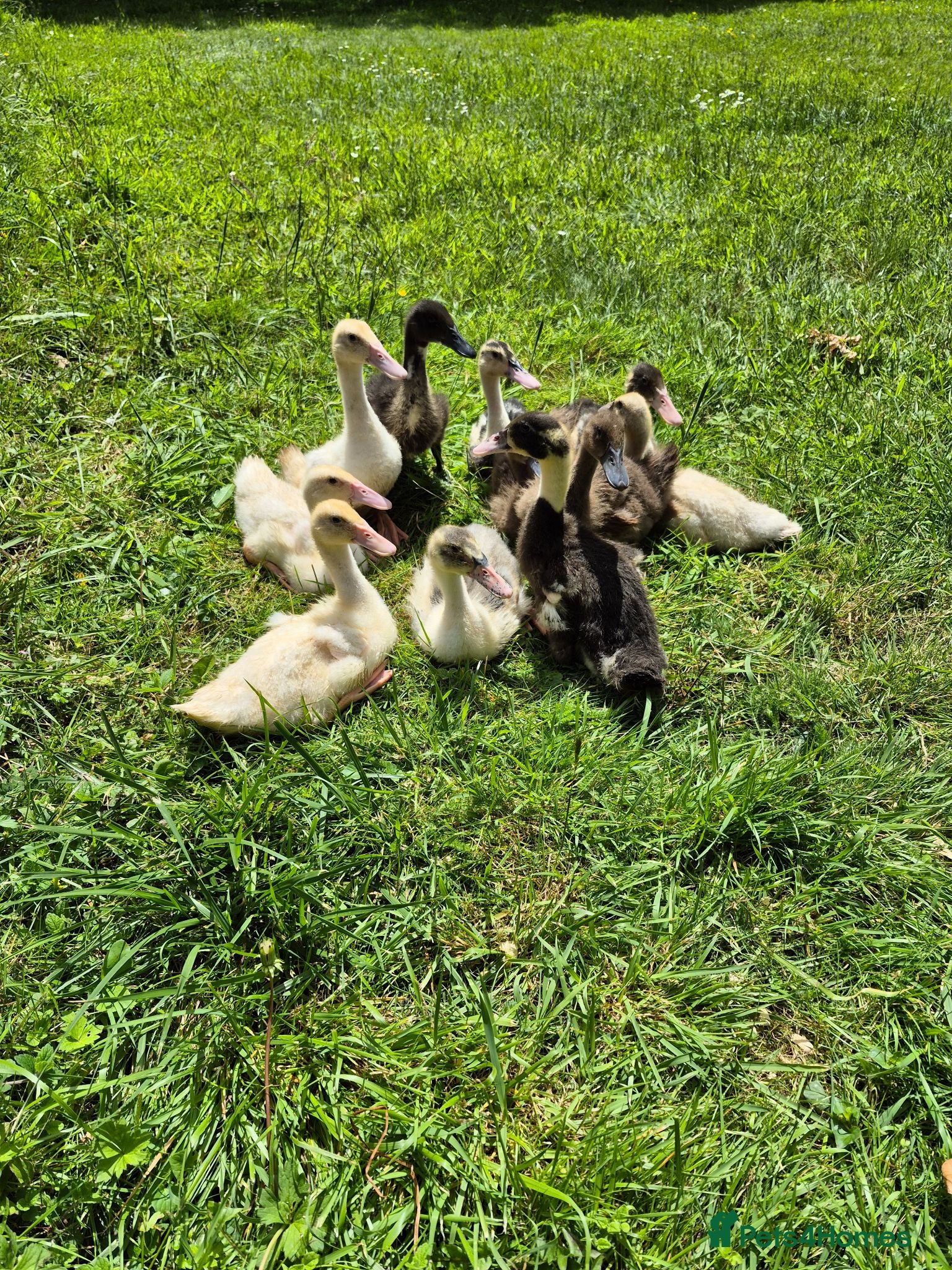 Ducks poultry Indian Runner Ducks ducklings - Advert 18