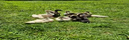 Ducks poultry for sale: Indian Runner Ducks ducklings - Advert 1