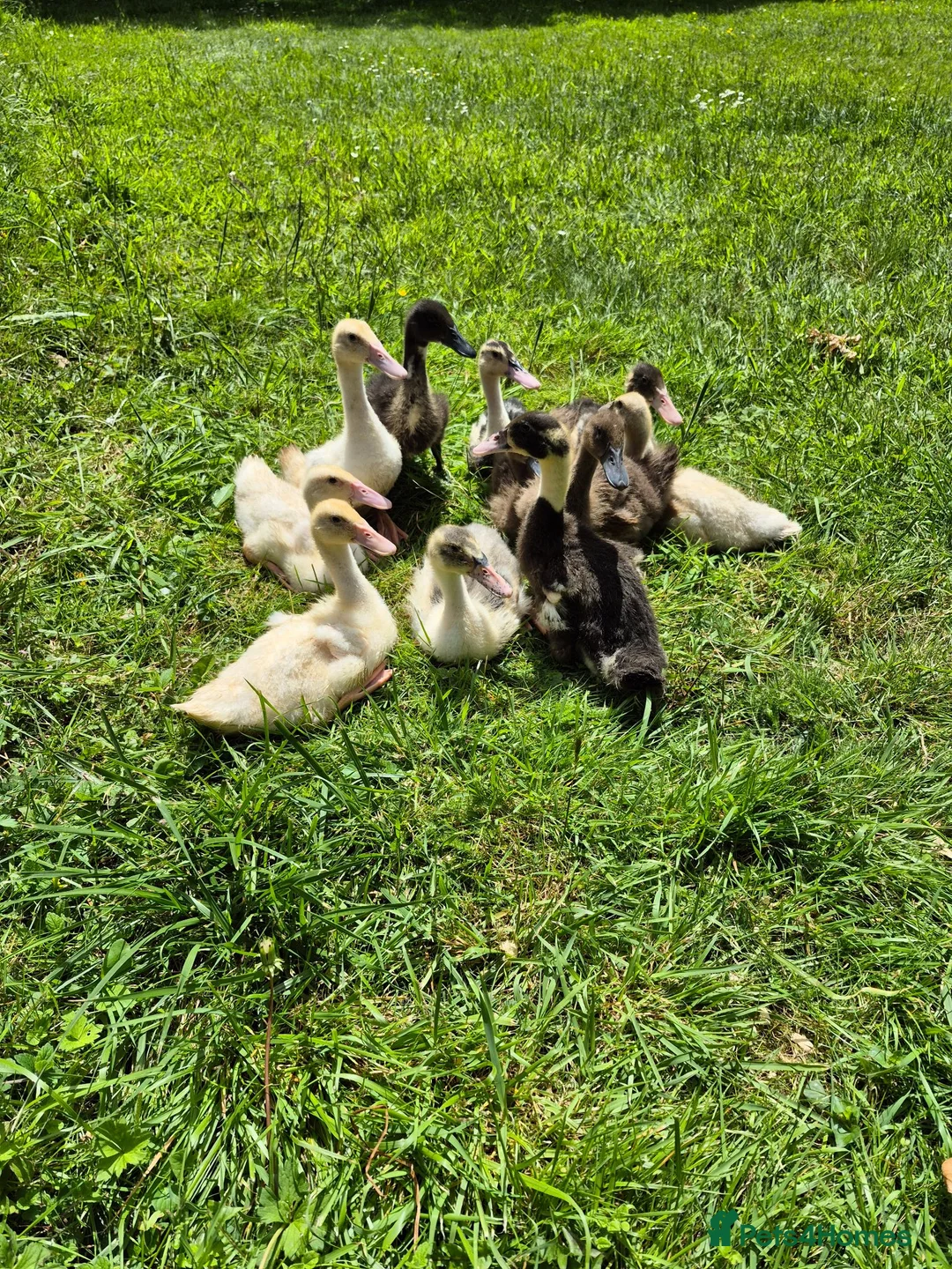 Ducks poultry for sale: Indian Runner Ducks ducklings - Advert 1