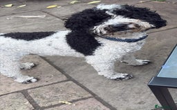 Mixed Breed dogs for sale: Jackapoo x Cockapoo Puppies. - Image 3