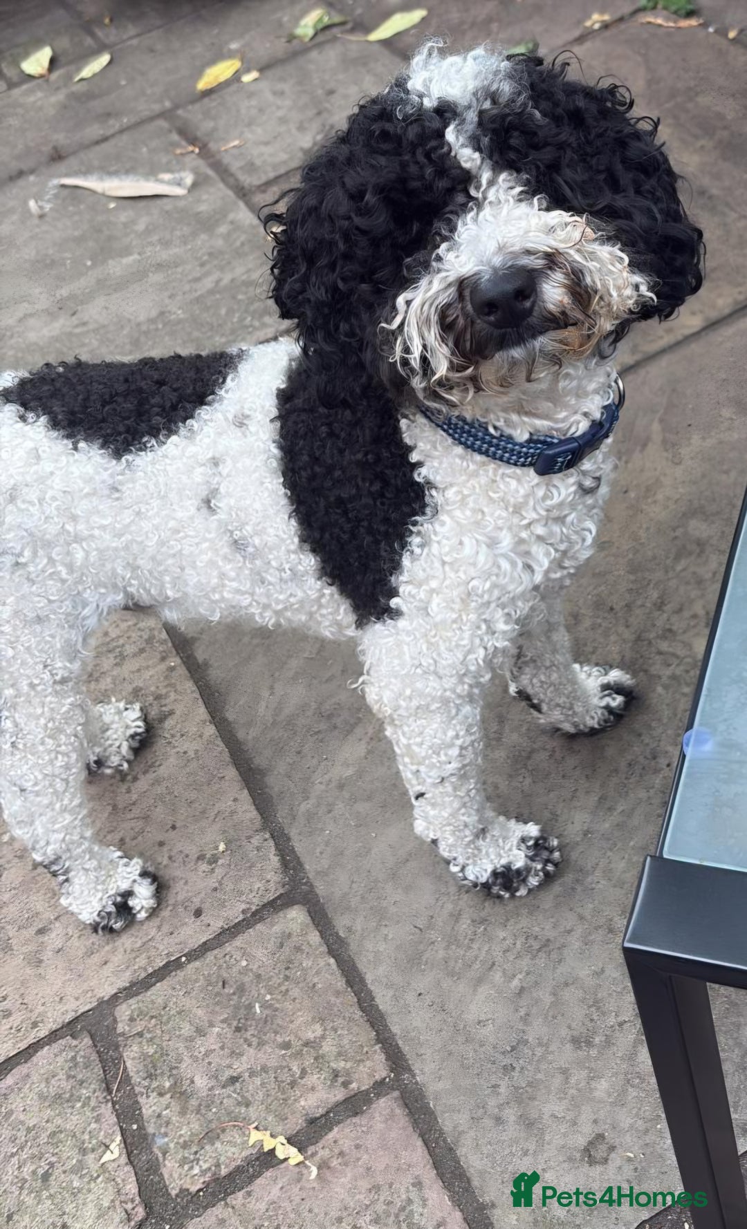 Mixed Breed dogs for sale: Jackapoo x Cockapoo Puppies. - Image 3