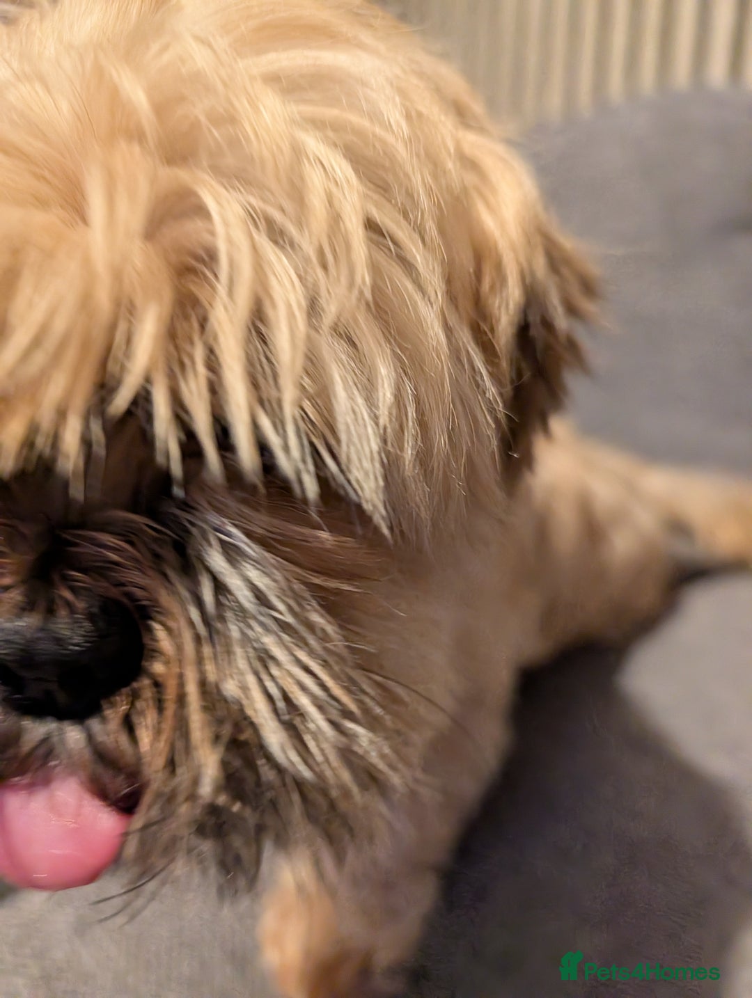 Pomeranian dogs for sale: Rehoming required for our two brothers.  - Image 12