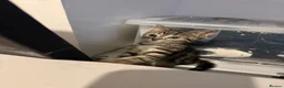 Domestic Shorthair cats for sale: 6 gorgeous tabby kittens  - Advert 9