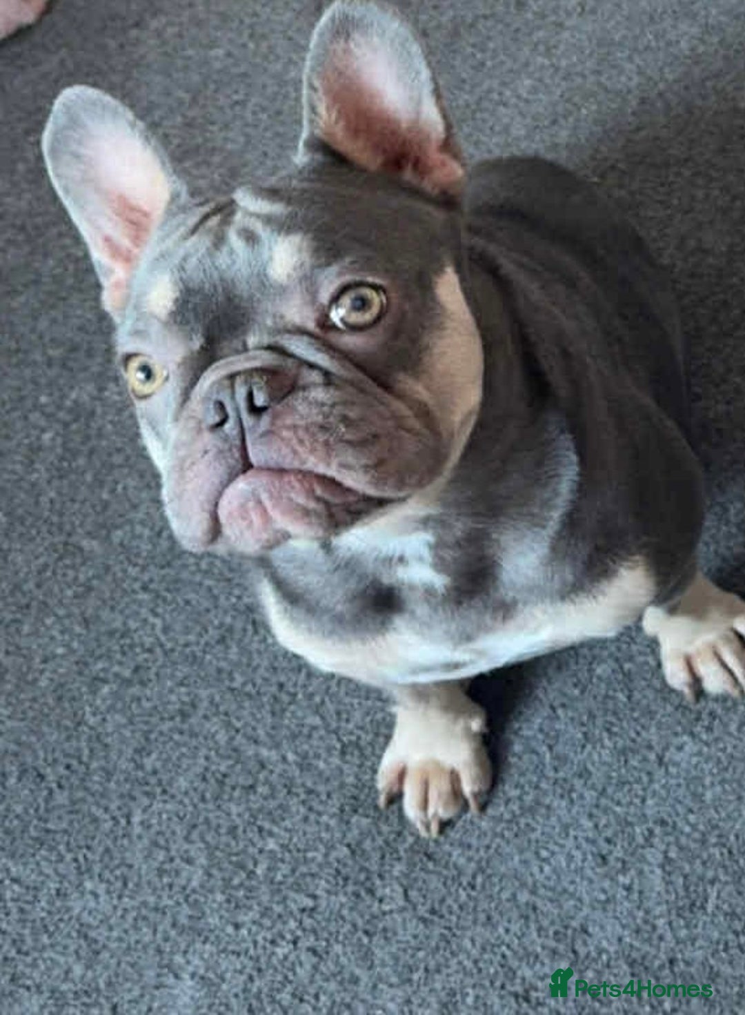French Bulldog dogs for sale: French bulldog  - Advert 1