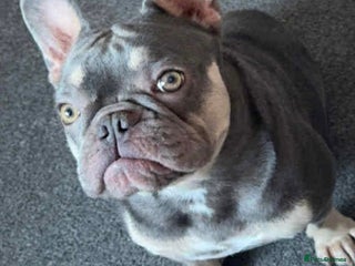 French Bulldog dogs French bulldog - Advert 1