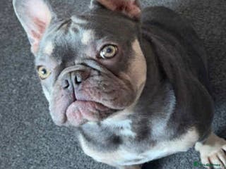 French Bulldog dogs French bulldog - Advert 10