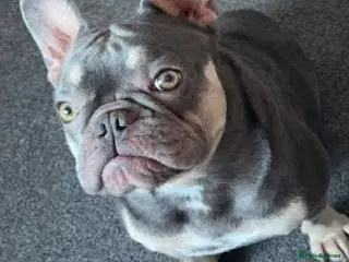 French Bulldog dogs French bulldog - Advert 23