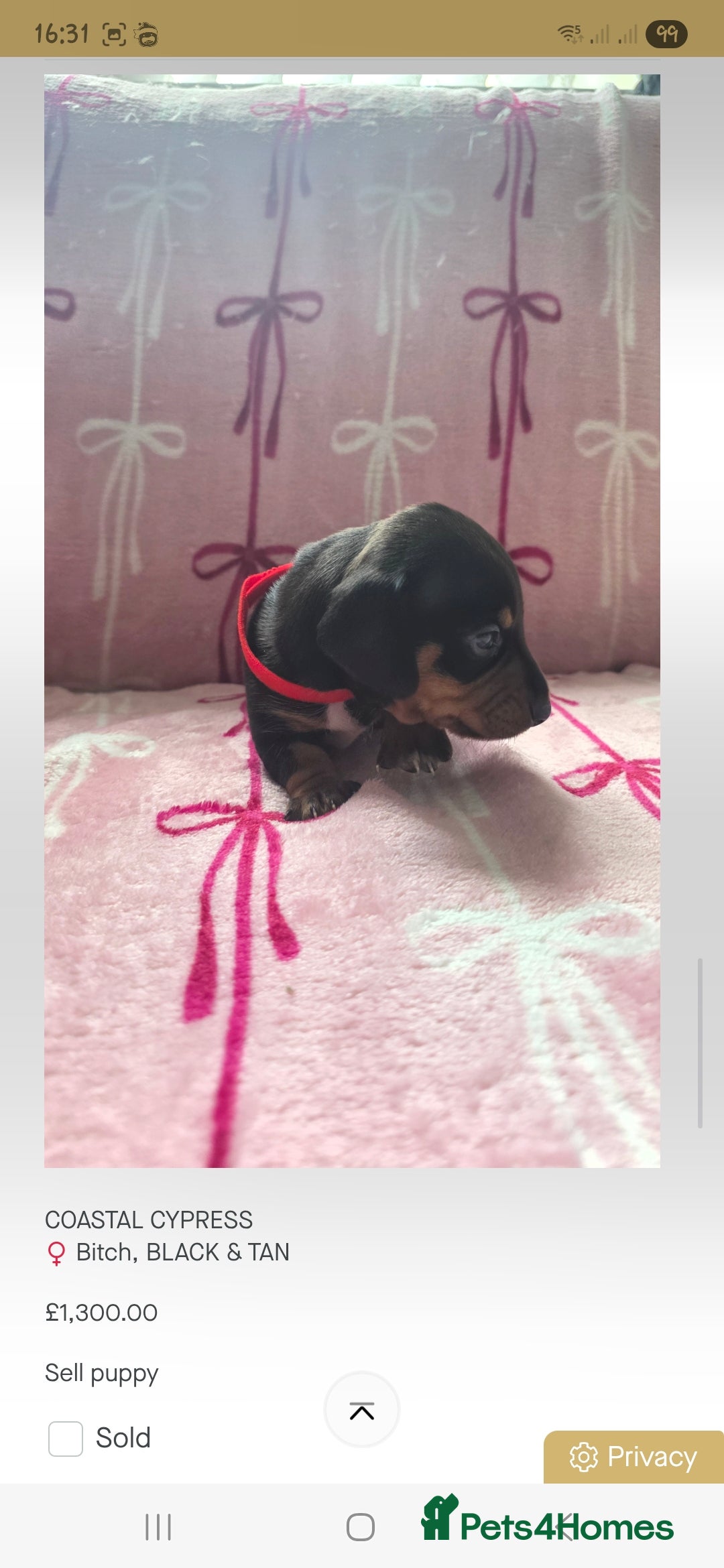 Miniature Dachshund dogs 2x Minature Girl Dachshunds - Advert 8