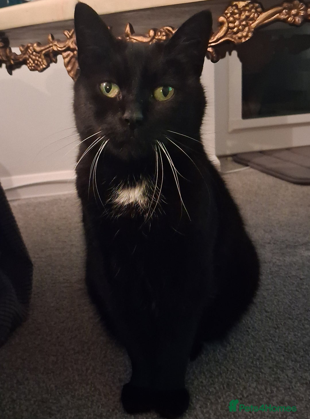 Bombay cats for sale: Bombay girl kitten  - Advert 2