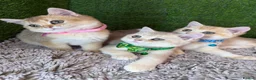 British Shorthair cats for sale: Unique British shorthair golden kittens GCCF - Advert 15