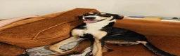 Mixed Breed dogs for sale:  Xaden – Looking for His Forever Home - Advert 2