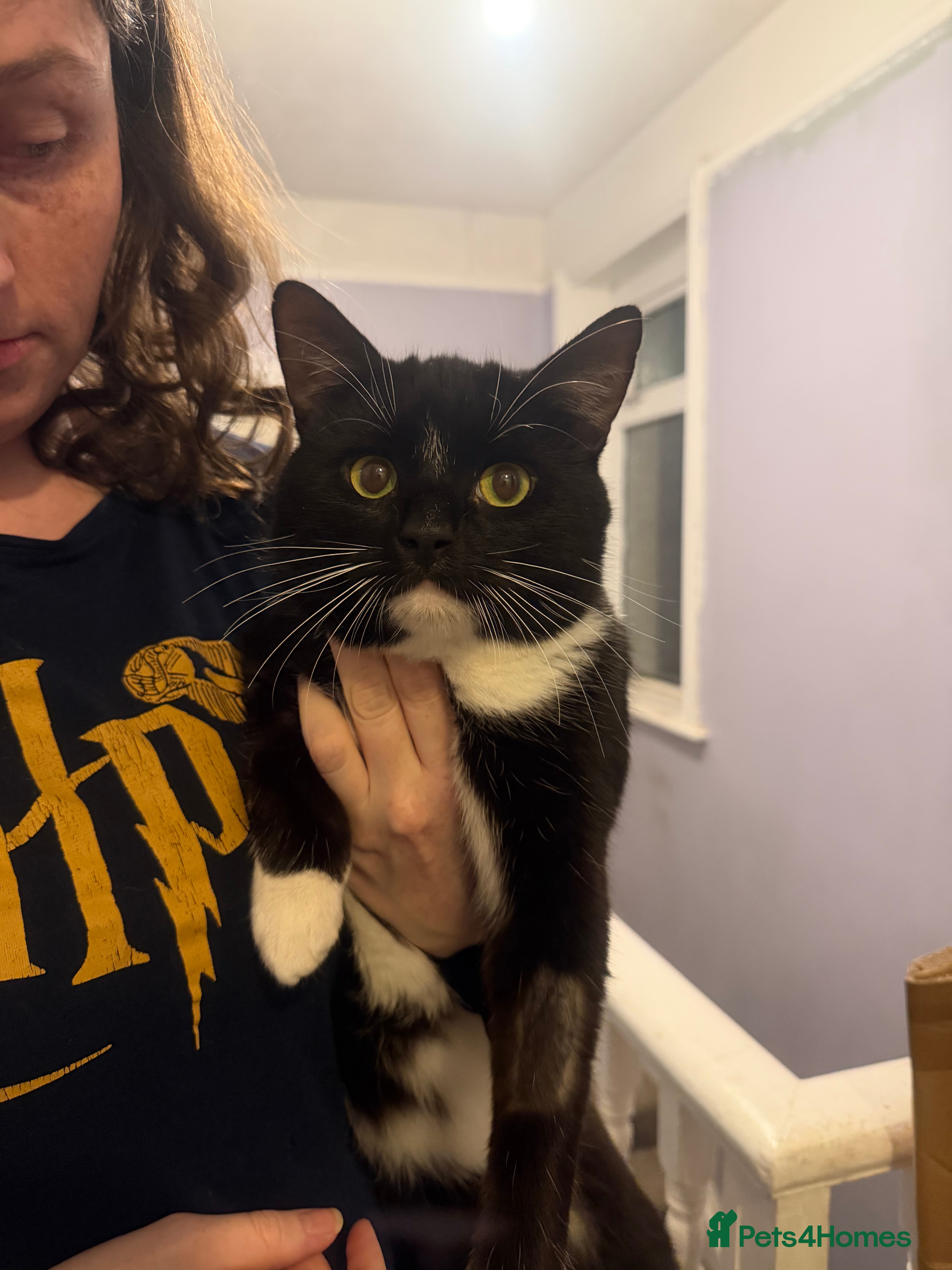 Mixed Breed cats Male cat - Advert 1